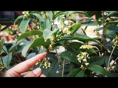 種桂花好嗎|桂花照顧指南：輕鬆養出芬芳馥郁的桂花 